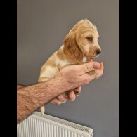 Cocker Spaniel (Show)