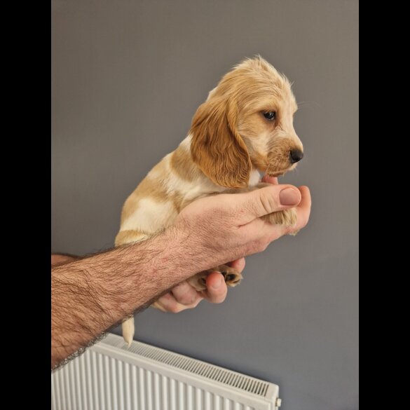 Cocker Spaniel (Show)
