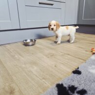 Cocker Spaniel (Show)