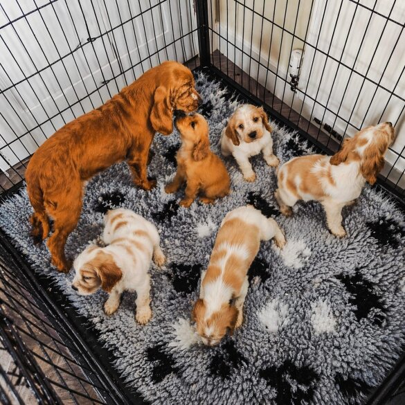 Cocker Spaniel (Show)