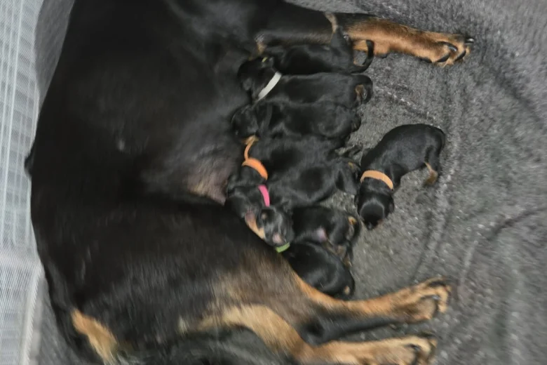 Rottweiler