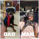 Rottweiler