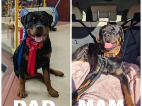 Rottweiler