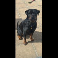 Rottweiler