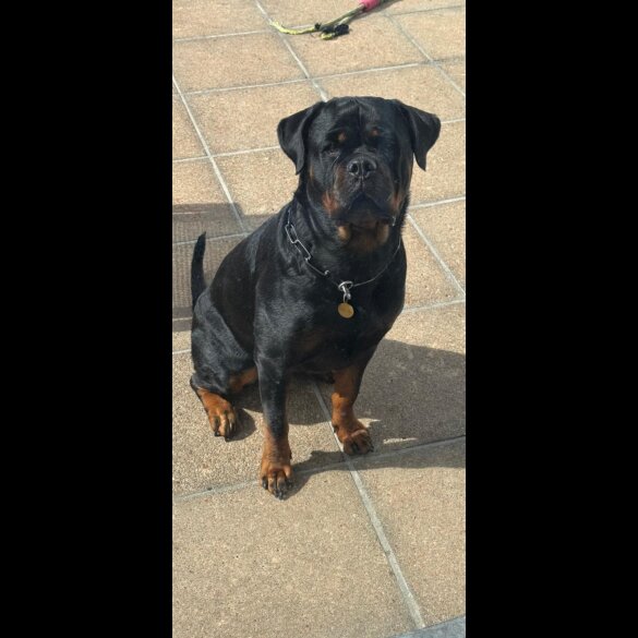 Rottweiler