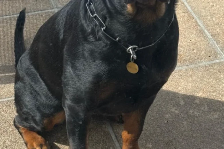 Rottweiler