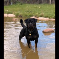 Rottweiler