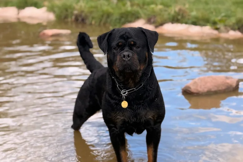 Rottweiler