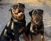 Rottweiler