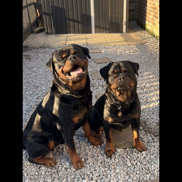 Rottweiler