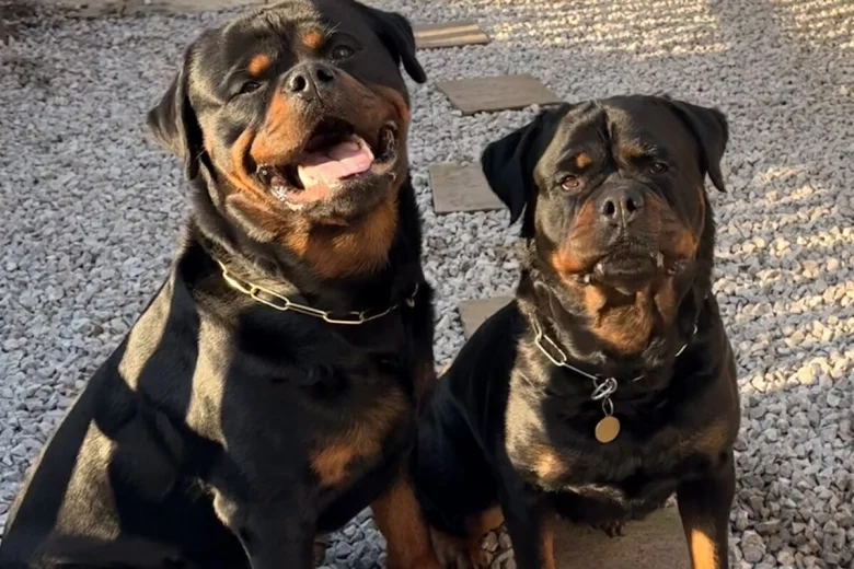 Rottweiler