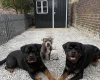 Rottweiler
