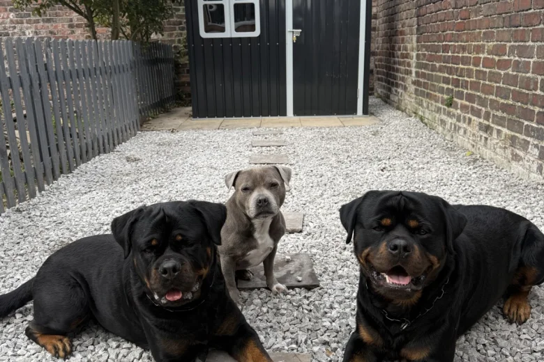 Rottweiler