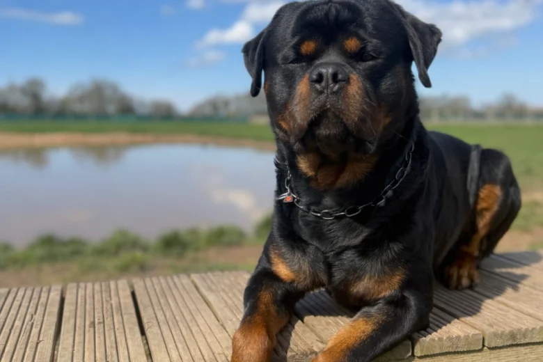 Rottweiler