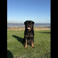 Rottweiler