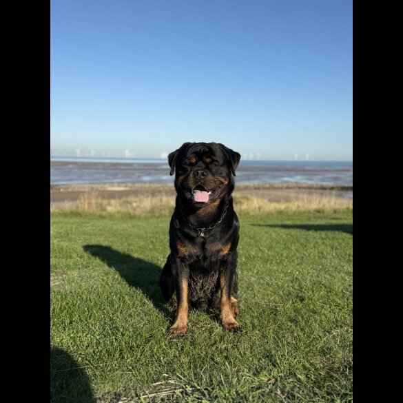 Rottweiler