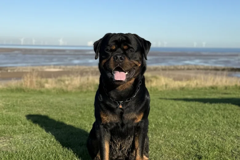 Rottweiler
