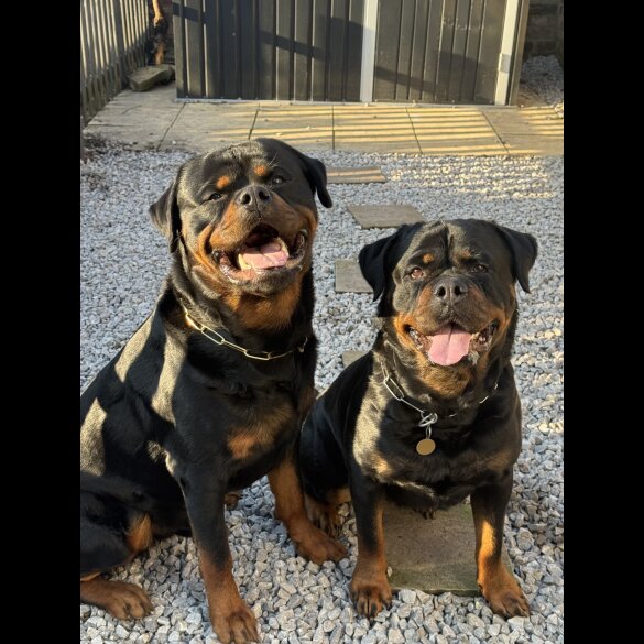 Rottweiler