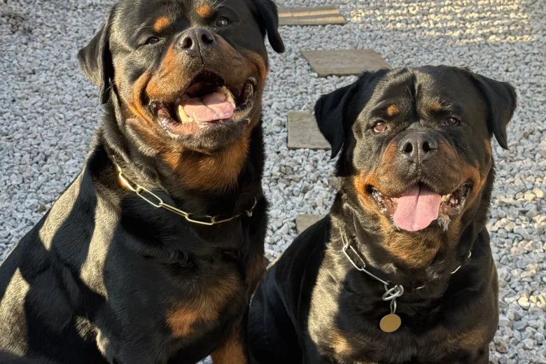 Rottweiler