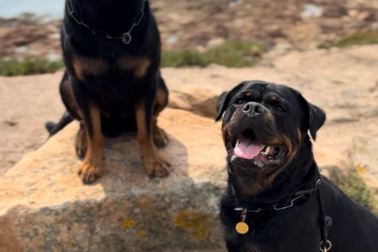 Rottweiler