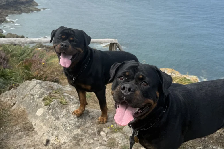 Rottweiler