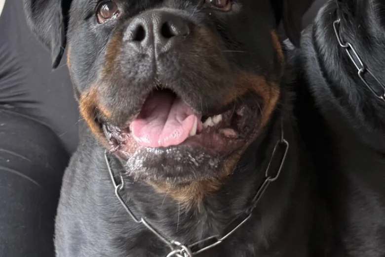 Rottweiler