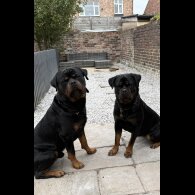 Rottweiler
