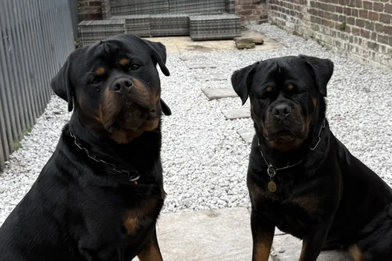 Rottweiler