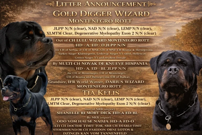 Rottweiler