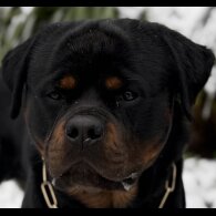 Rottweiler