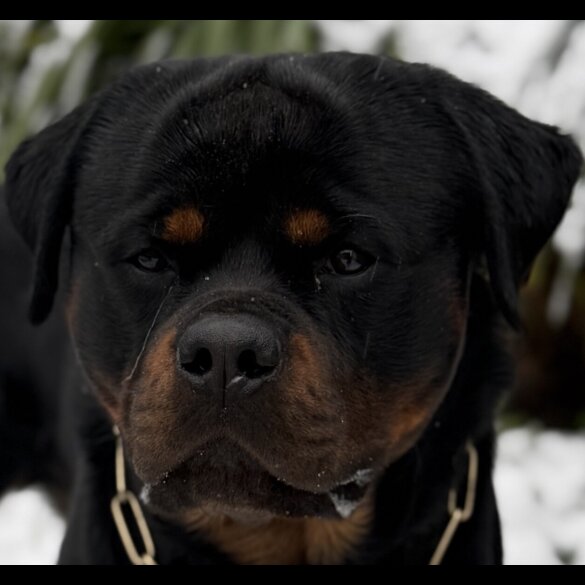 Rottweiler