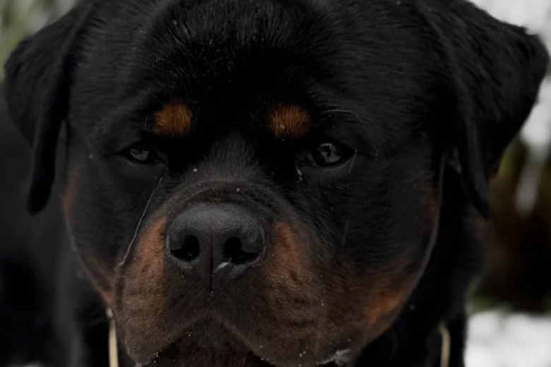 Rottweiler
