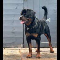 Rottweiler
