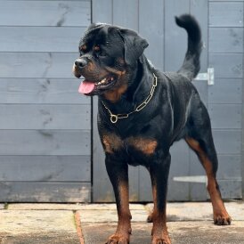 Rottweiler