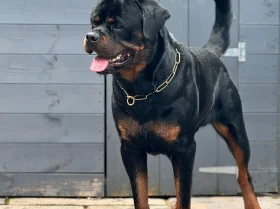 Rottweiler