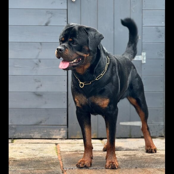 Rottweiler