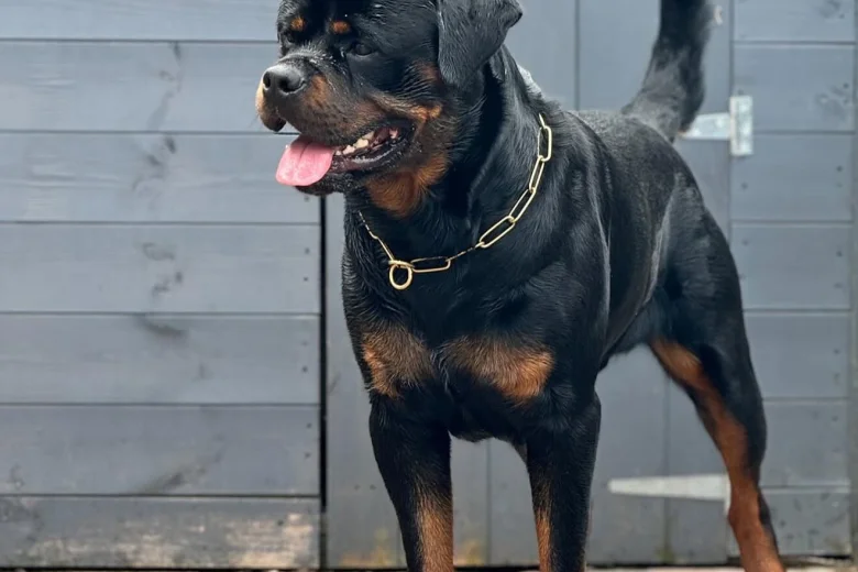 Rottweiler