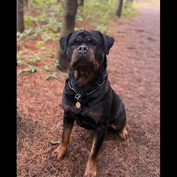 Rottweiler