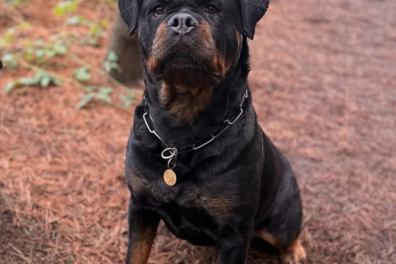 Rottweiler