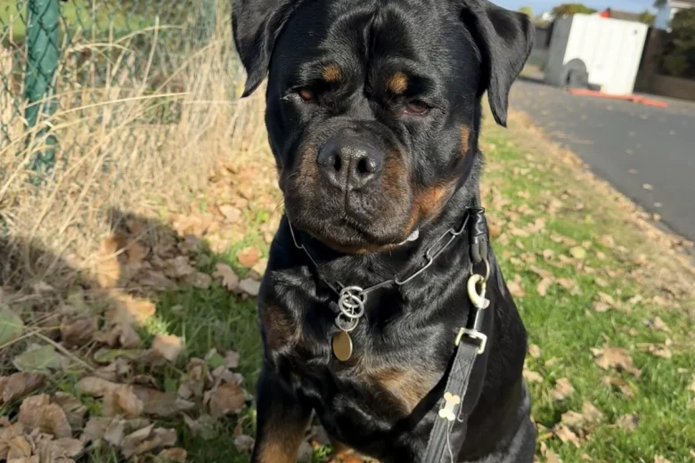 Rottweiler