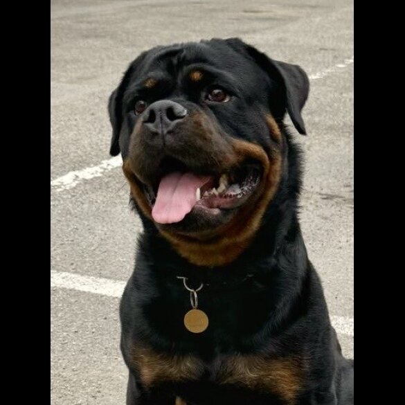 Rottweiler