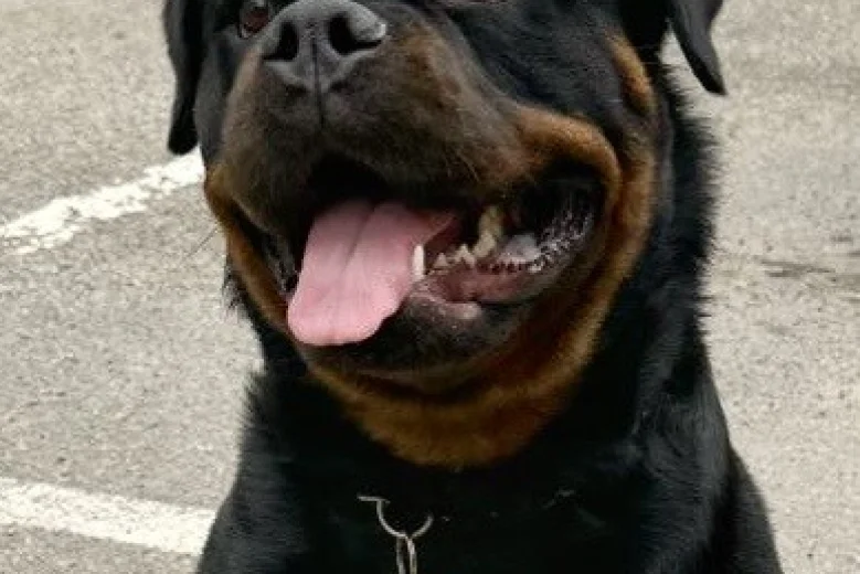 Rottweiler