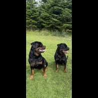 Rottweiler