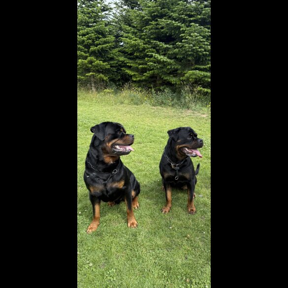 Rottweiler