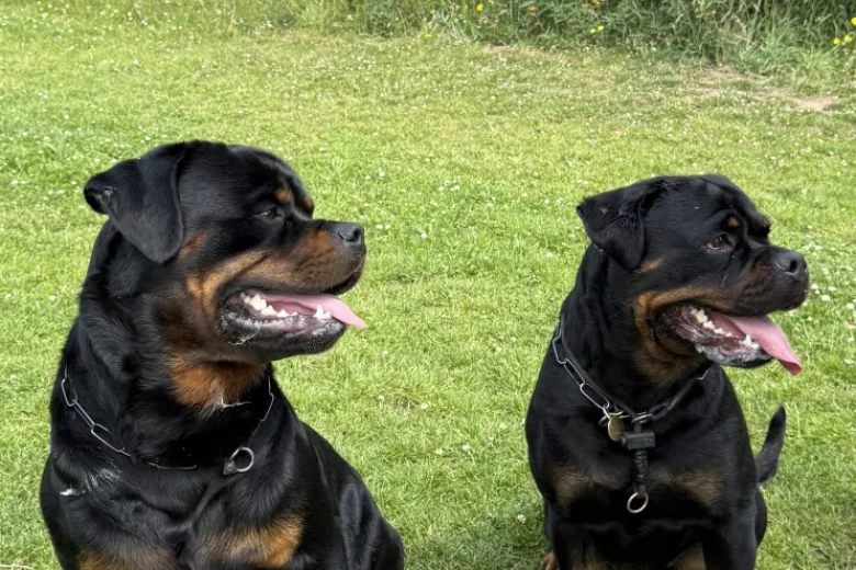 Rottweiler