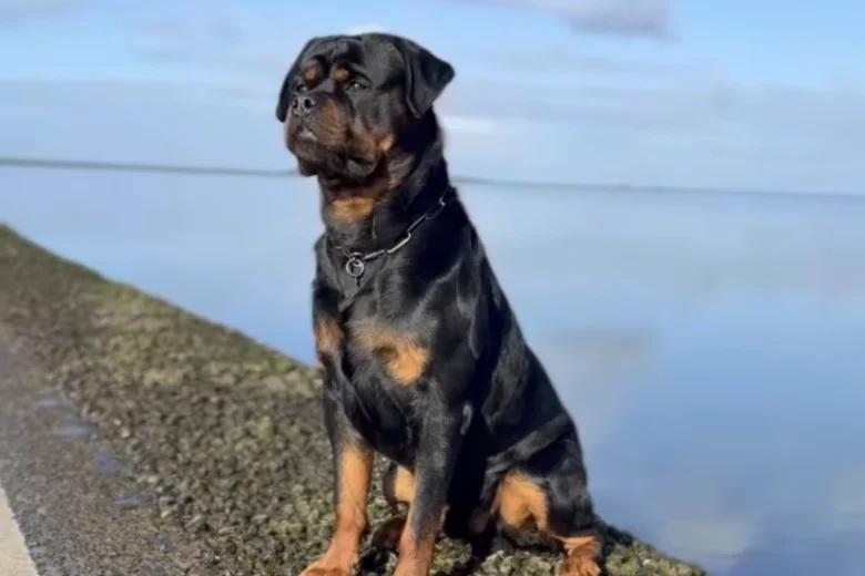 Rottweiler