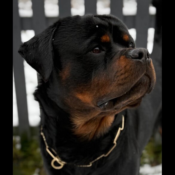 Rottweiler