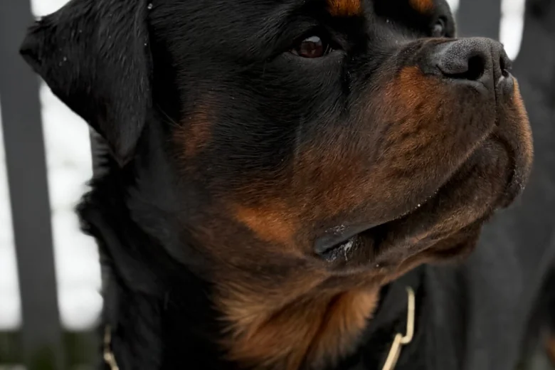 Rottweiler
