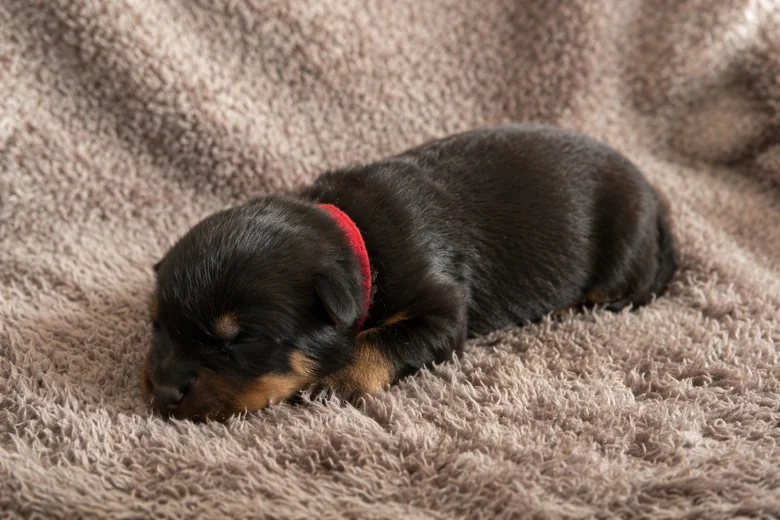 Rottweiler