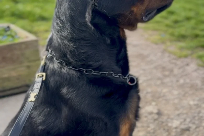 Rottweiler